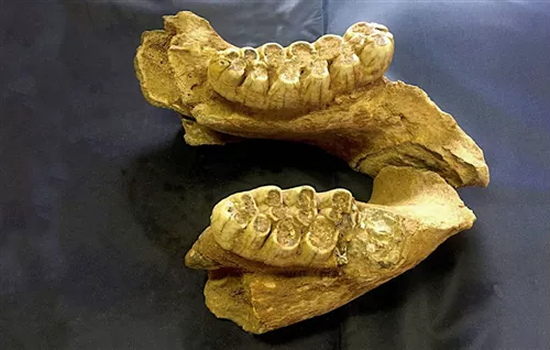 Mandibola di mastodonte
